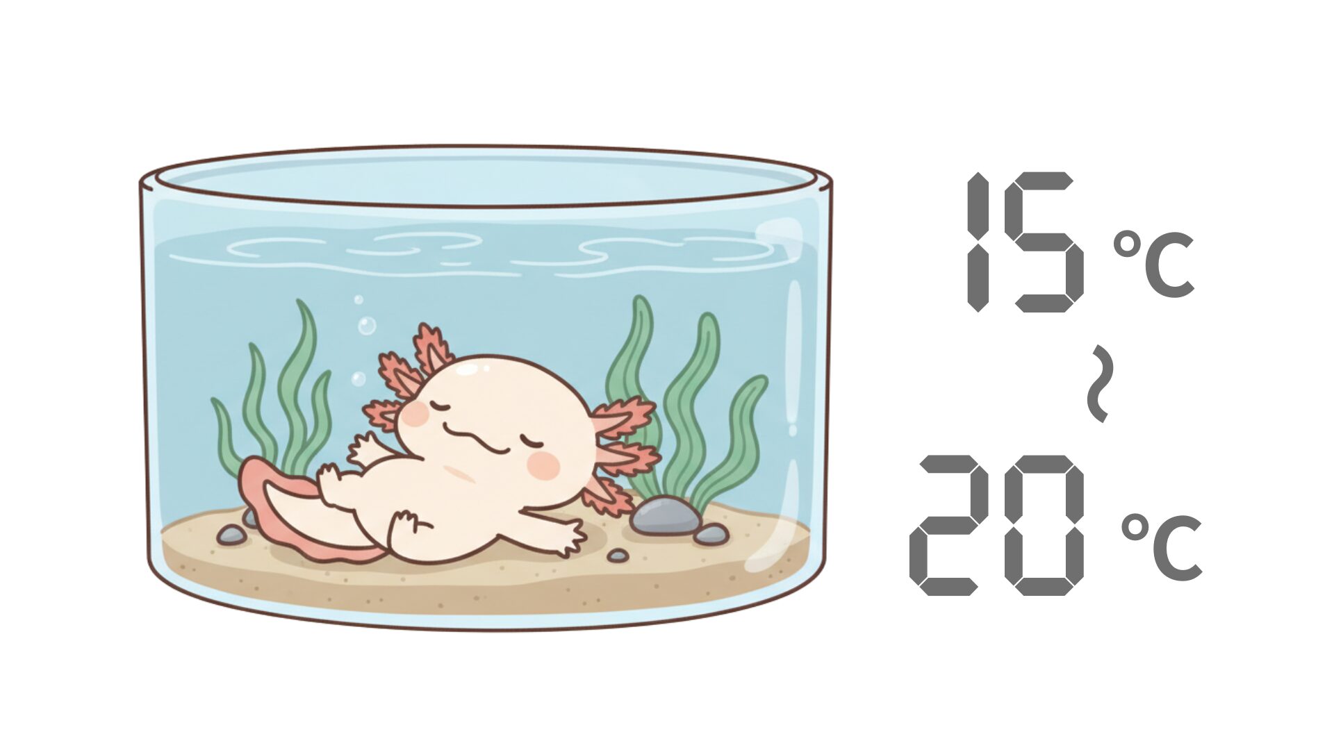 適温は「15℃〜20℃」 ウーパールーパー研究所