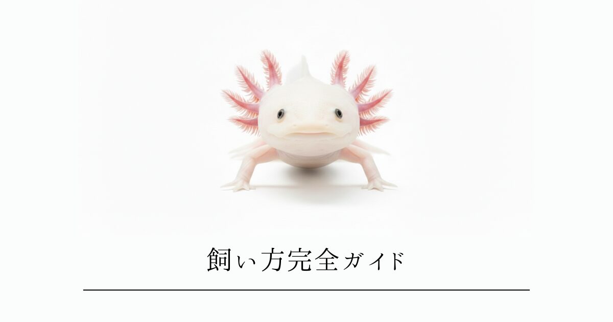 ウーパールーパーの飼い方完全ガイド！初心者でも失敗しない「水槽作り」から長生きのコツまで徹底解説