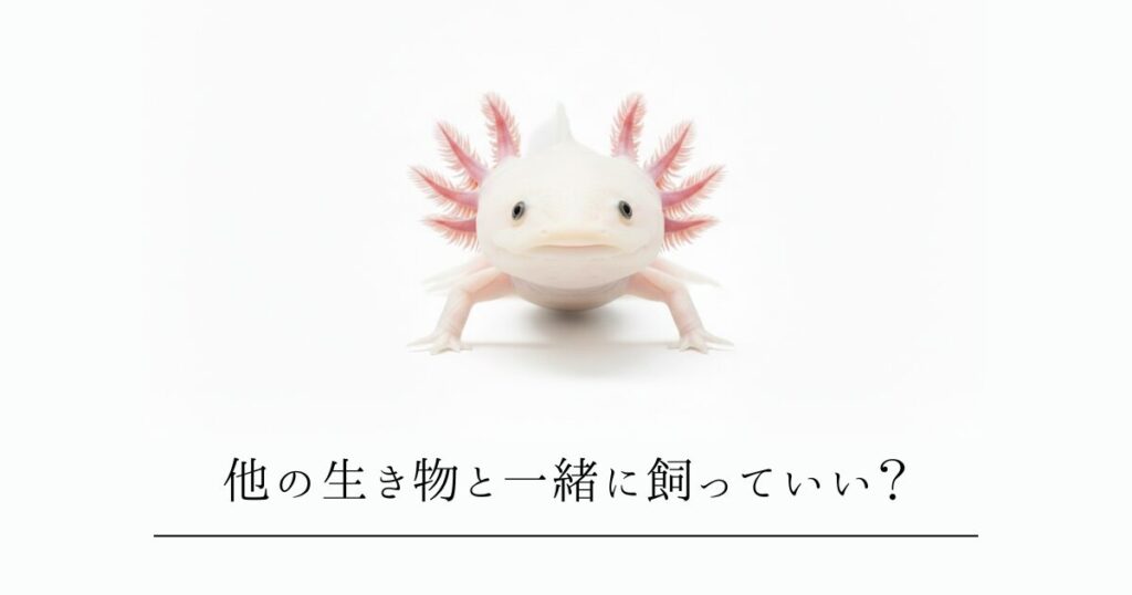 ウーパールーパーは他の魚と一緒に飼える？混泳の危険性と、ベテランが教える「安全な同居」の3つの妥協案