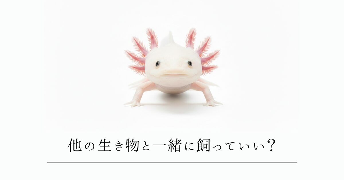 ウーパールーパーは他の魚と一緒に飼える？混泳の危険性と「安全な同居」の3つの妥協案