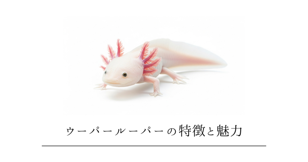 ウーパールーパーの特徴と魅力とは？飼育歴10年が教える不思議な生態と人気の種類を徹底解説