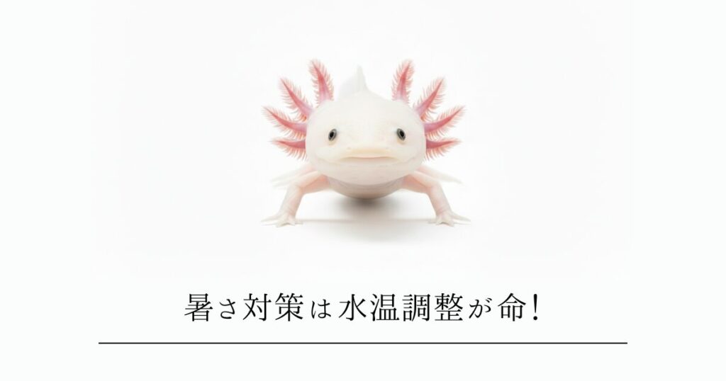 ウーパールーパーの暑さ対策は「水温調整」が命！ベテランが教えるエアコン＆ファンを活用した夏の乗り切り方