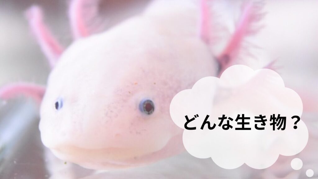 ウーパールーパーはどんな生き物？