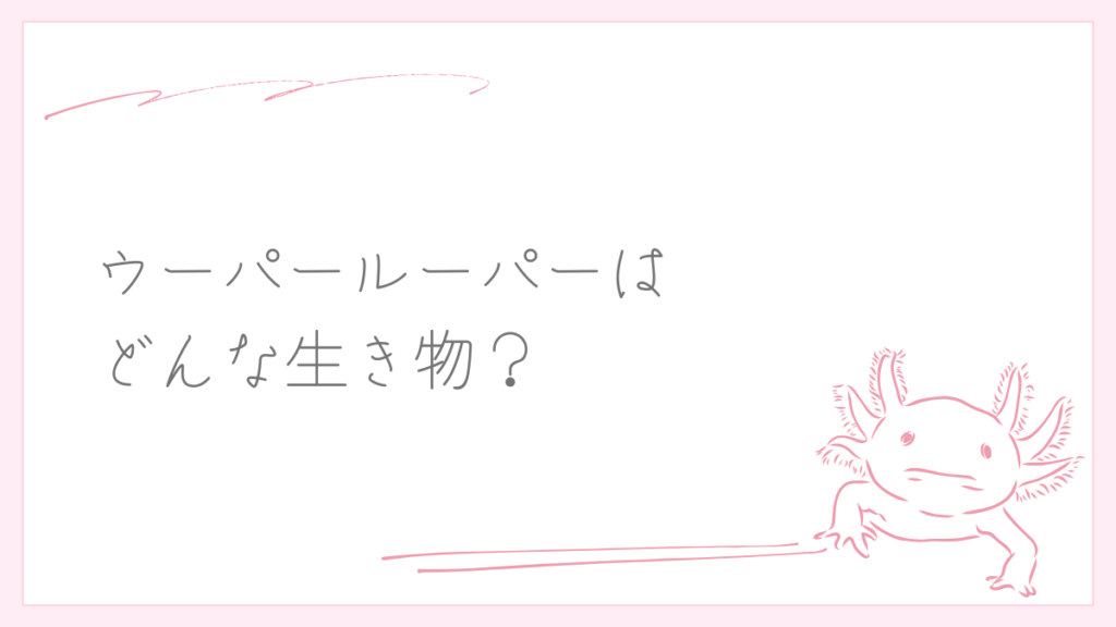 ウーパールーパーはどんな生き物?