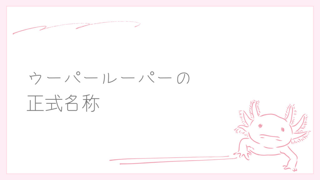 ウーパールーパーの正式名称