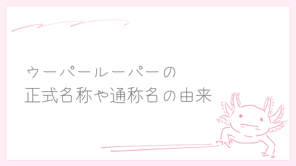 ウーパールーパーの正式名称や通称名の由来