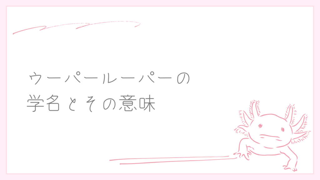 ウーパールーパーの学名とその意味
