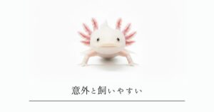 意外と飼いやすい！？ウーパールーパーをおすすめする7つの理由