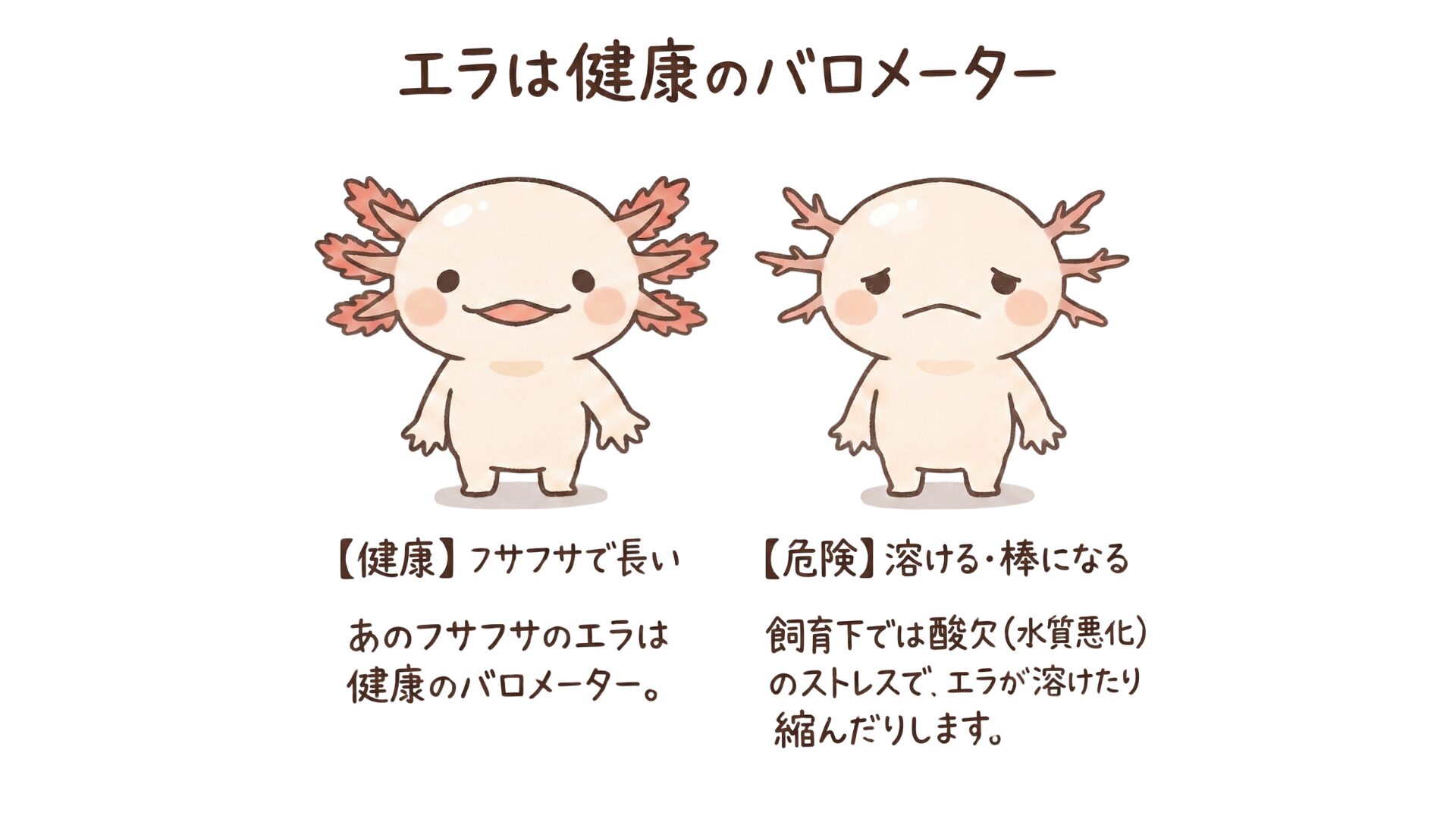 エラは健康のバロメーター　ウーパールーパー研究所