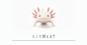 ウーパールーパーはどこで買える？値段の相場と初心者向け「失敗しない購入先」5選を徹底解説