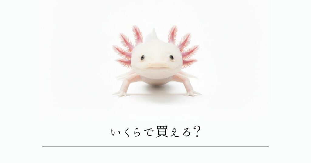 ウーパールーパーの値段はいくら？種類別の相場と、お迎えに必要な「初期費用」を徹底解説！