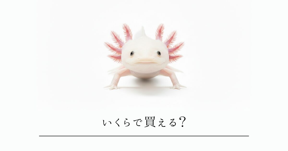 ウーパールーパーの値段はいくら？種類別の相場と、お迎えに必要な「初期費用」を徹底解説！