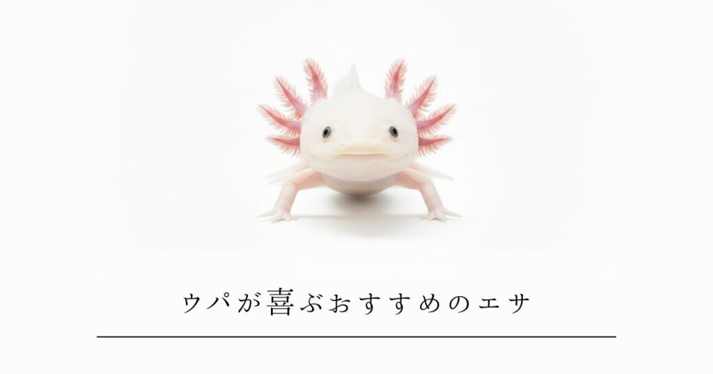 ウーパールーパーが喜ぶおすすめのエサは?ベテランが教える「失敗しない選び方」と安全な給餌のコツ