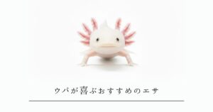 ウーパールーパーが喜ぶおすすめのエサは？ベテランが教える「失敗しない選び方」と安全な給餌のコツ