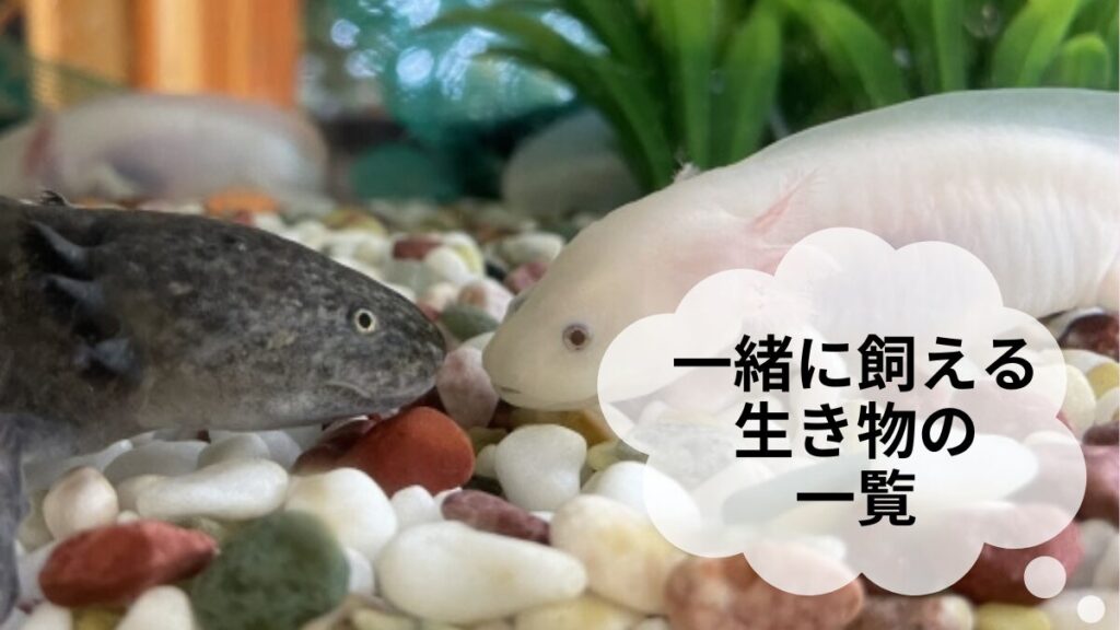 ウーパールーパーと一緒に飼える生き物