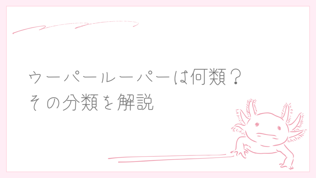 ウーパールーパーは何類？その分類を解説