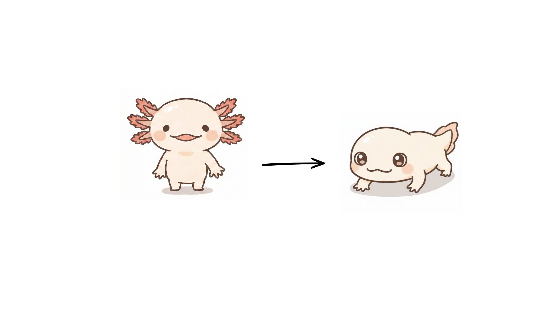 ウーパールーパーのネオテニー ウーパールーパー研究所