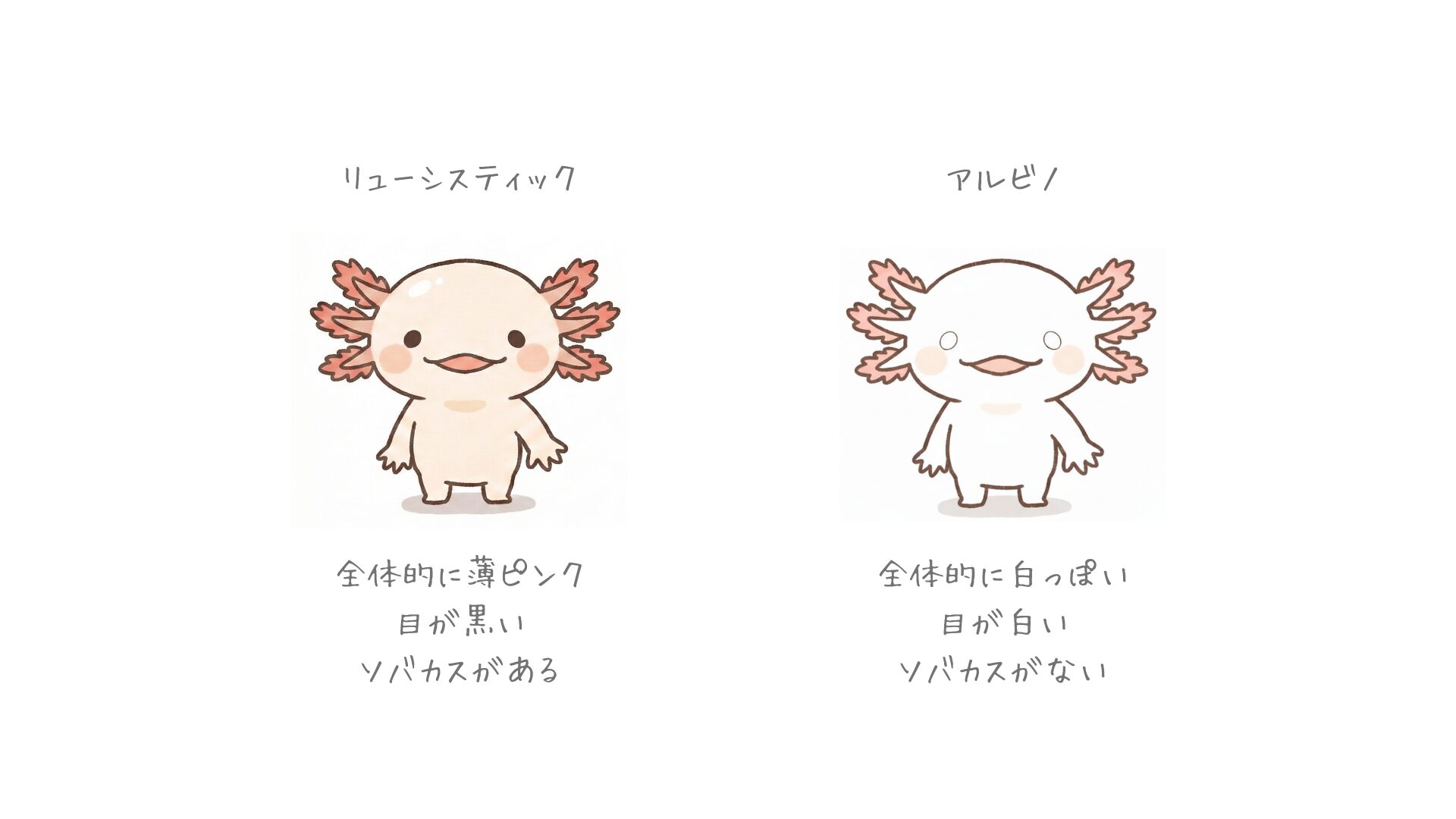 アルビノの違い ウーパールーパー研究所