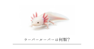 ウーパールーパーは何類？魚や爬虫類じゃない！意外な分類と「ずっと子どものまま」の秘密を徹底解説