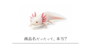 「ウーパールーパー」は実は商品名だった？アホロートルとの違いや日本独自のブームの歴史を徹底解説