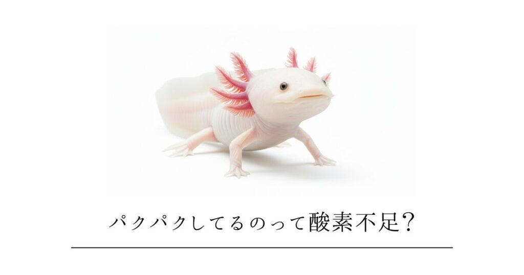 ウーパールーパーがパクパクしてる?酸素不足のサインと「ふさふさエラ」を取り戻す3つの環境改善テクニック