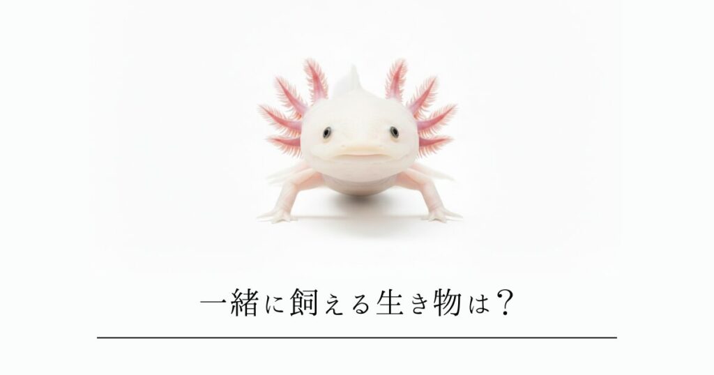 ウーパールーパーと混泳できる魚はいる?一緒に飼える生き物6選と、ベテランが教える「失敗しない」ための絶対条件