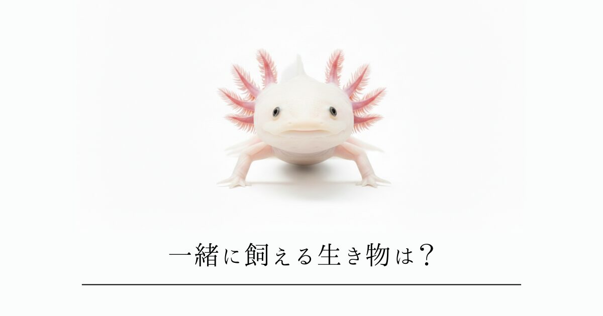 ウーパールーパーと混泳できる魚はいる？一緒に飼える生き物6選と「失敗しない」ための絶対条件