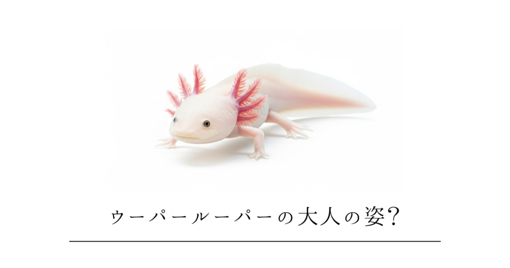 ウーパールーパーの大人の姿とは？ずっと子どものまま（ネオテニー）の秘密と、エラが消える「変態」の真実