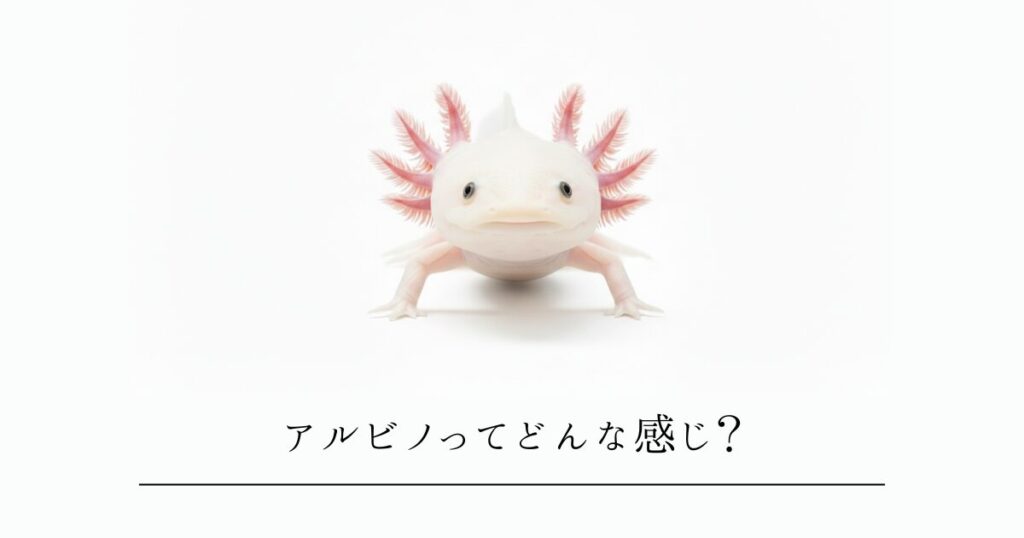 ウーパールーパーのアルビノってどんな種類?リューシとの違いや、美しさを守る飼い方の注意点を徹底解説