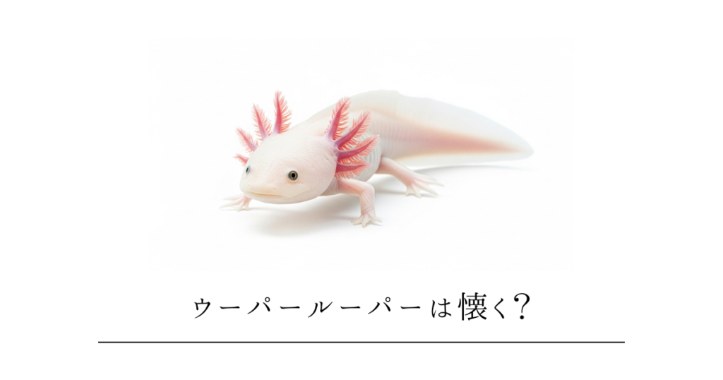 ウーパールーパーは懐く？なつかないけど「慣れさせる」5つのコツ