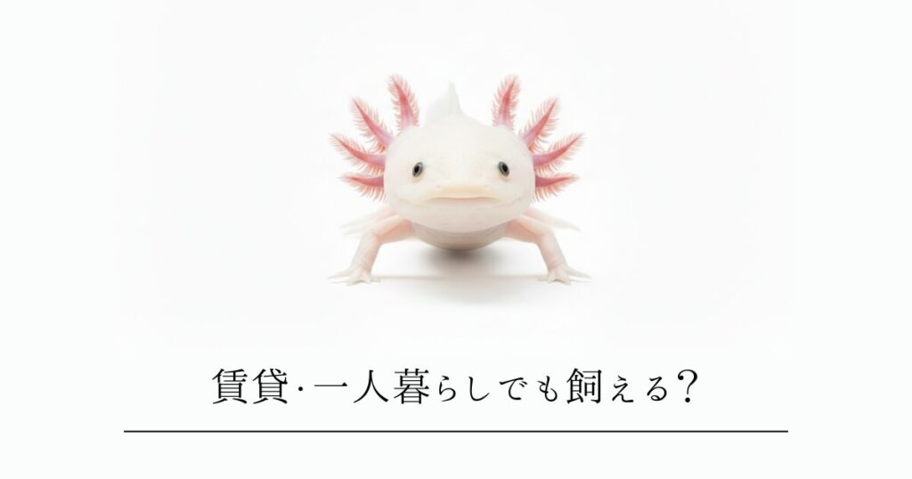 賃貸・一人暮らしでもウーパールーパーは飼える?飼育の条件と注意点