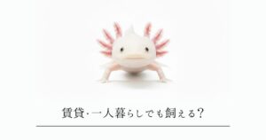 賃貸・一人暮らしでもウーパールーパーは飼える？飼育の条件と注意点