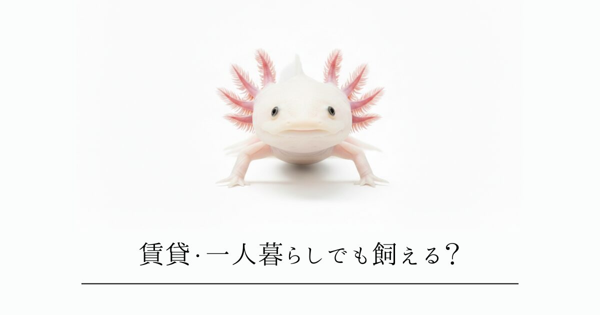 賃貸・一人暮らしでもウーパールーパーは飼える?飼育の条件と注意点