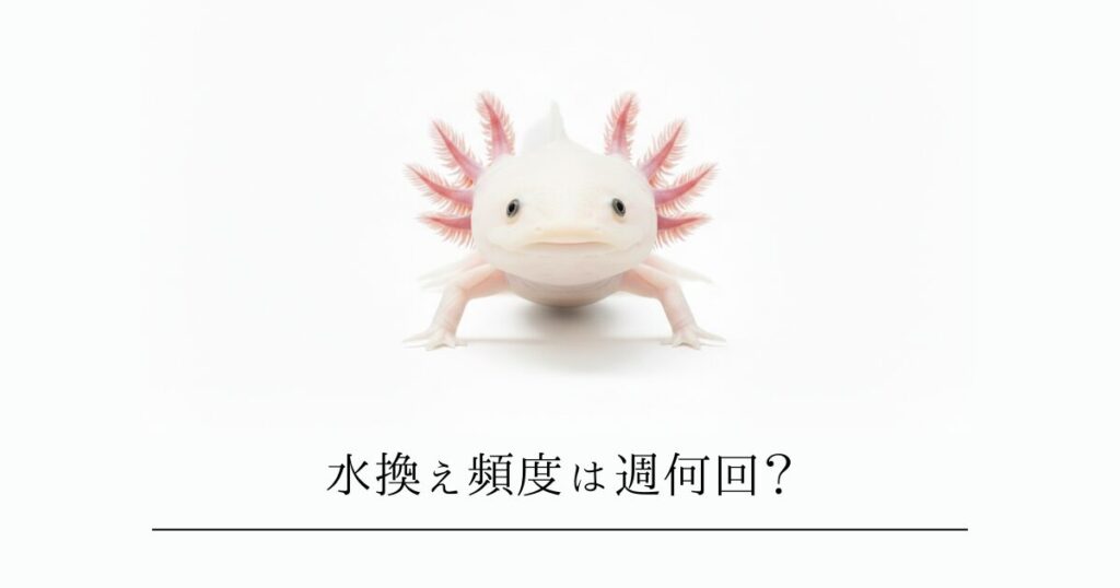 ウーパールーパーの水換え頻度は週何回？正しいやり方と失敗しないコツ