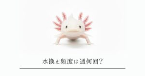 ウーパールーパーの水換え頻度は週何回？正しいやり方と失敗しないコツ