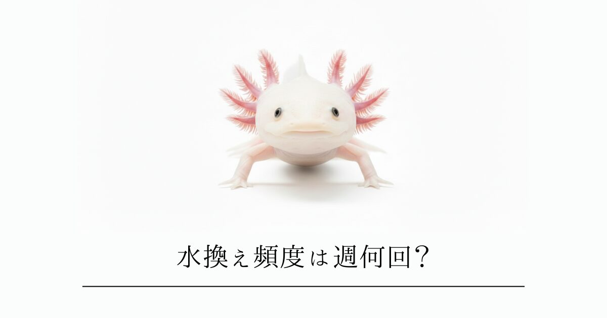 ウーパールーパーの水換え頻度は週何回？正しいやり方と失敗しないコツ