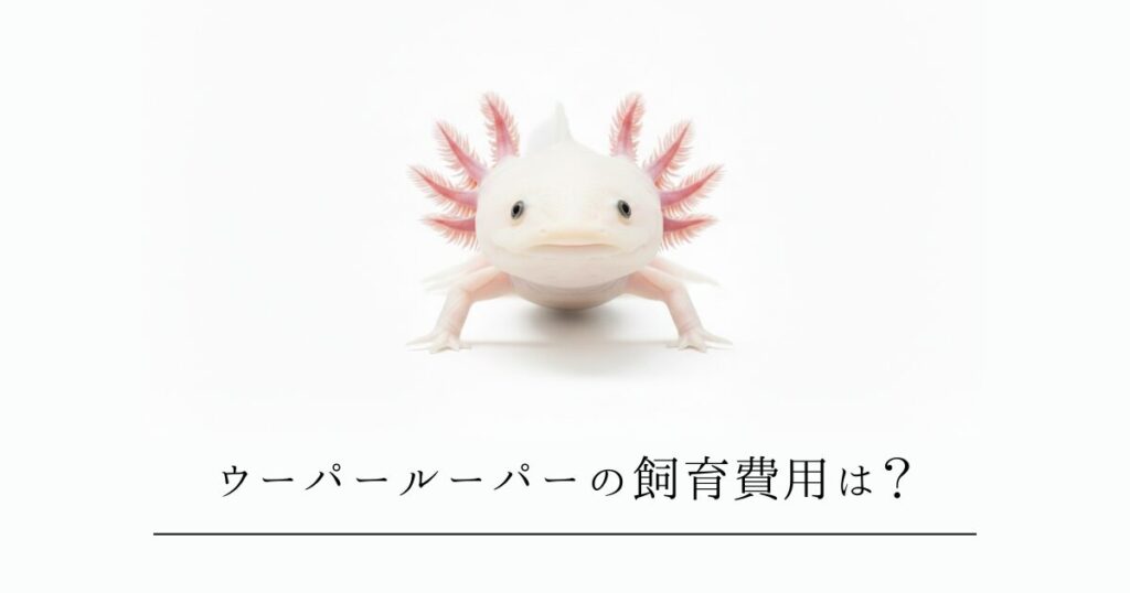 ウーパールーパーの飼育費用は？初期費用と月々の維持費を完全解説