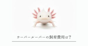 ウーパールーパーの飼育費用は？初期費用と月々の維持費を完全解説