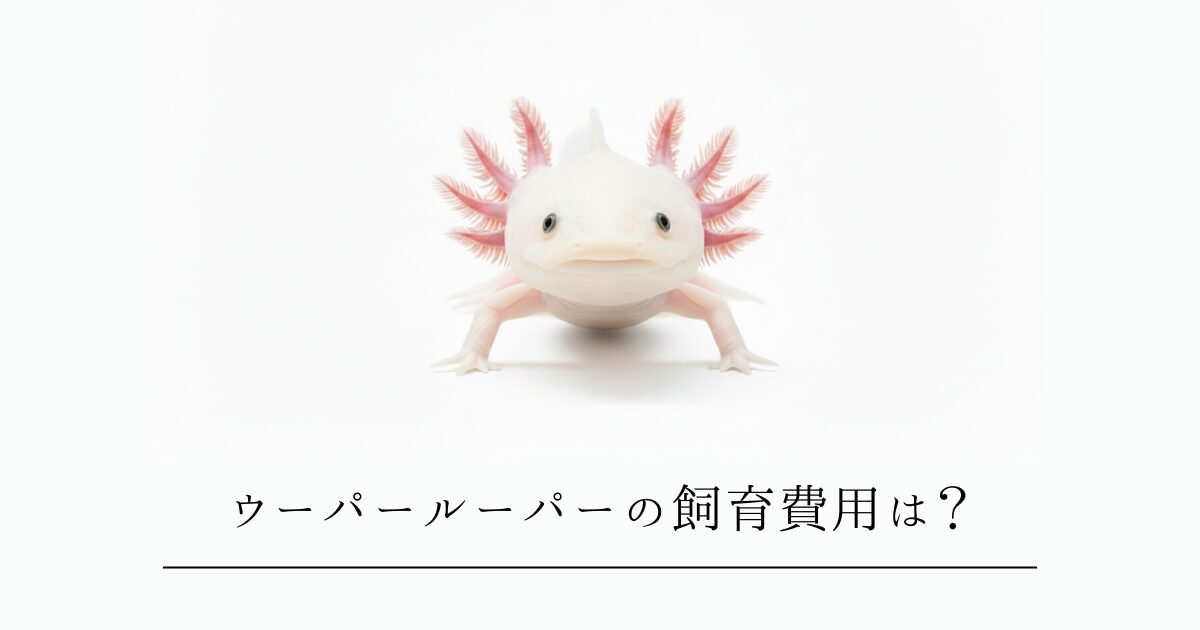 ウーパールーパーの飼育費用は?初期費用と月々の維持費を完全解説