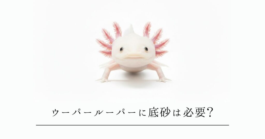 ウーパールーパーに底砂は必要？ベアタンクと底砂のメリット・デメリットを徹底比較