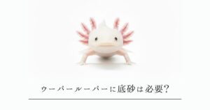 ウーパールーパーに底砂は必要？ベアタンクと底砂のメリット・デメリットを徹底比較