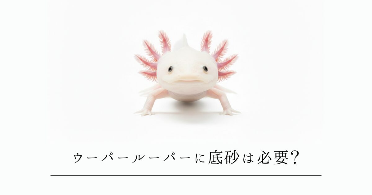 ウーパールーパーに底砂は必要？ベアタンクと底砂のメリット・デメリットを徹底比較