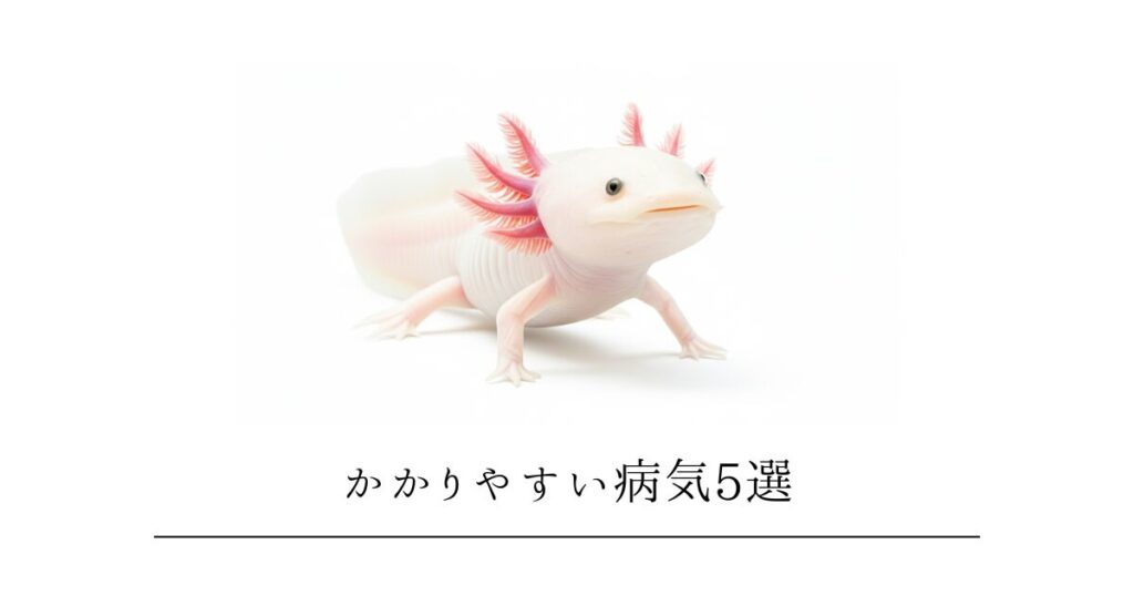 ウーパールーパーがかかりやすい病気5選|症状の見分け方と予防法