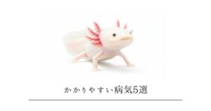 ウーパールーパーがかかりやすい病気5選｜症状の見分け方と予防法