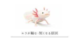 ウーパールーパーのエラが縮む・短くなる5つの原因｜フサフサに復活させる方法