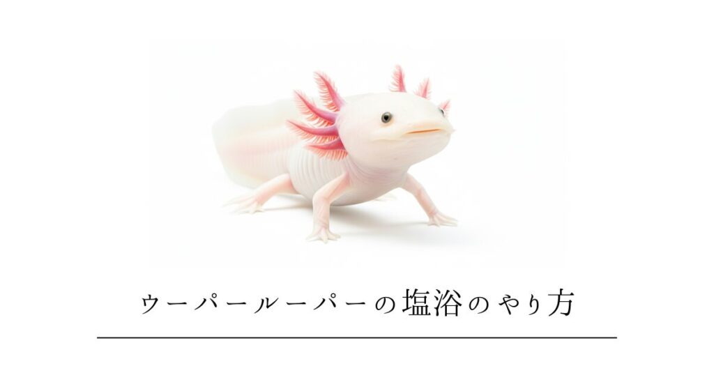 ウーパールーパーの塩浴のやり方|正しい濃度・期間・手順と注意点