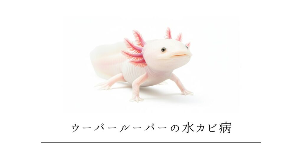 ウーパールーパーの水カビ病|白い綿の正体と原因・治し方・再発防止策