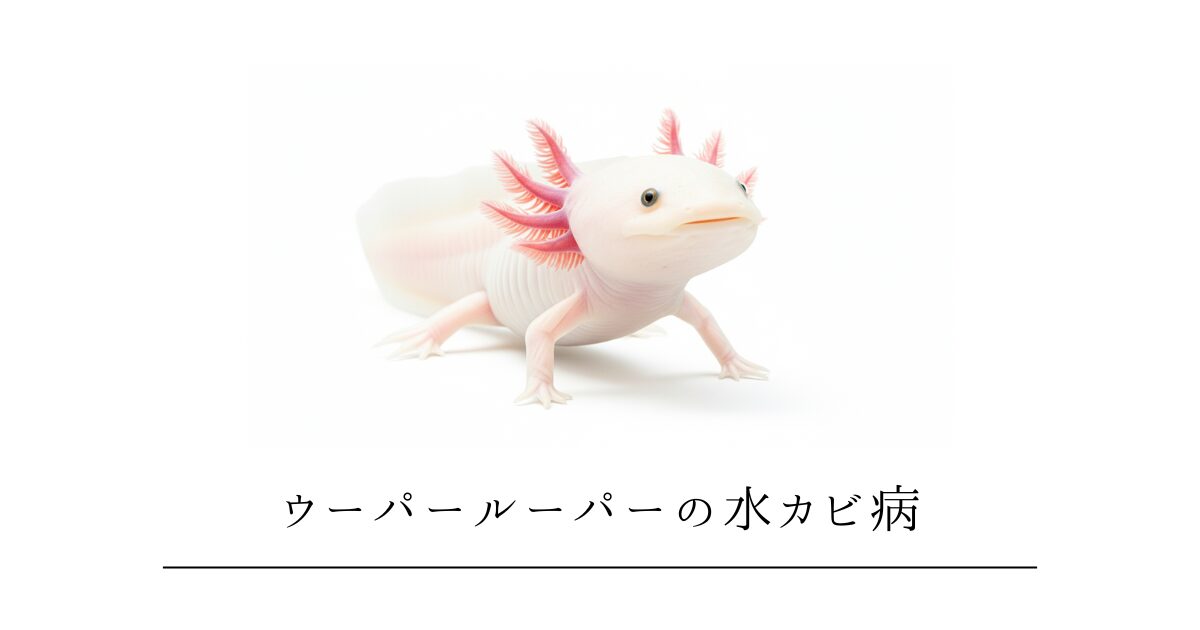 ウーパールーパーの水カビ病｜白い綿の正体と原因・治し方・再発防止策