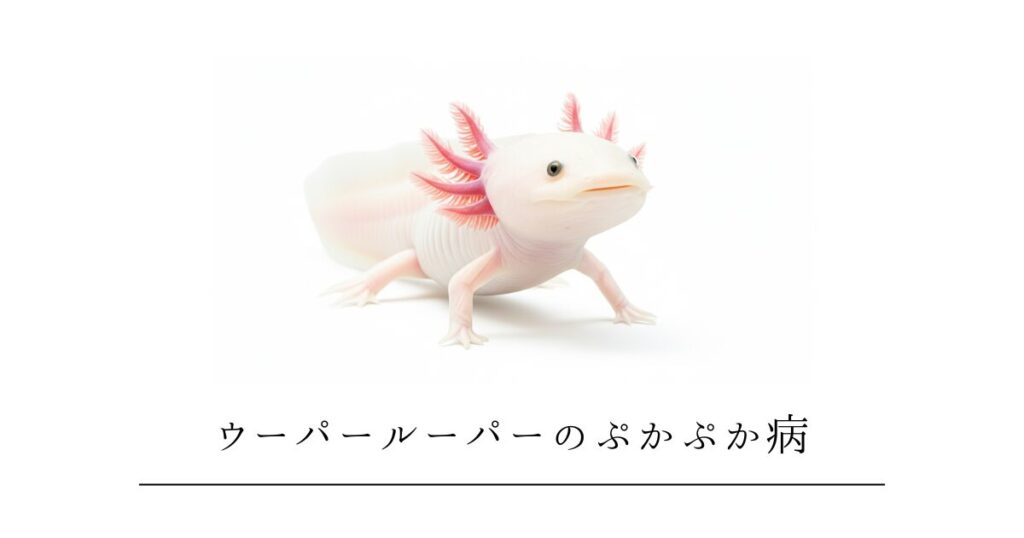 ウーパールーパーのぷかぷか病|水面に浮いて沈まない原因と自宅でできる治し方