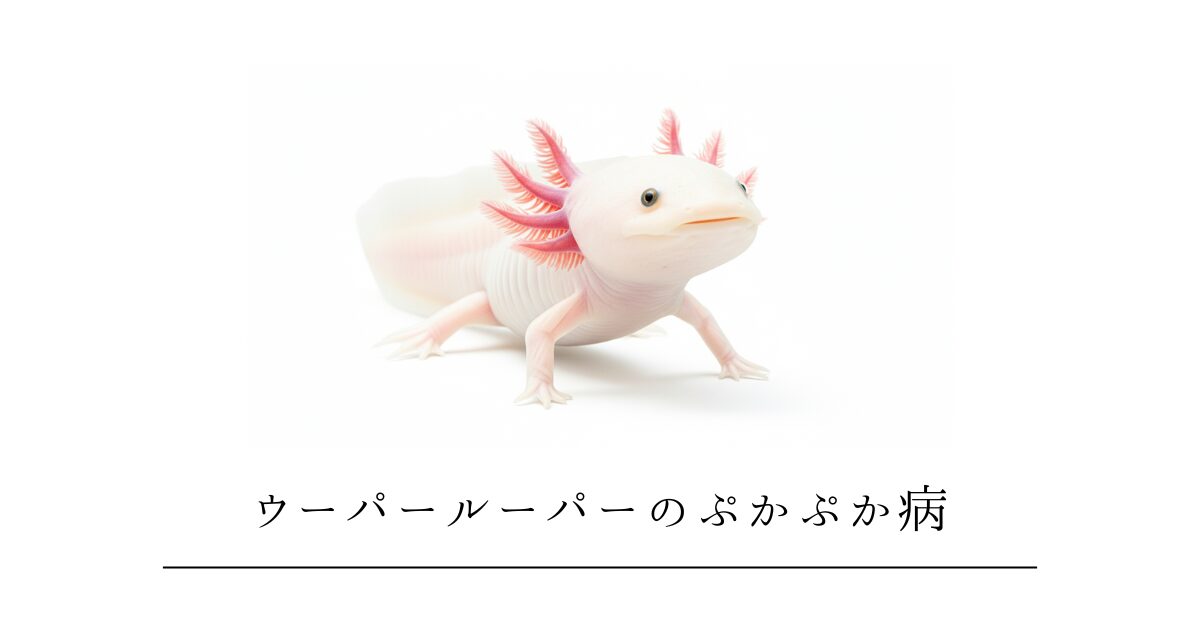 ウーパールーパーのぷかぷか病｜水面に浮いて沈まない原因と自宅でできる治し方